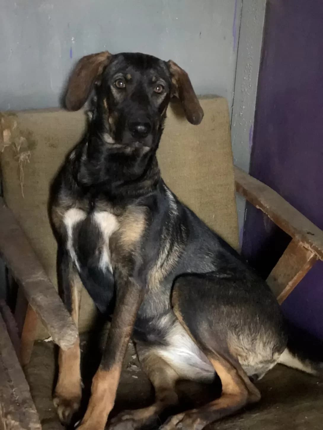 Afina (Афина), female 4yo Mixed Breed for adoption at Happy Paw Zaporizhzhia