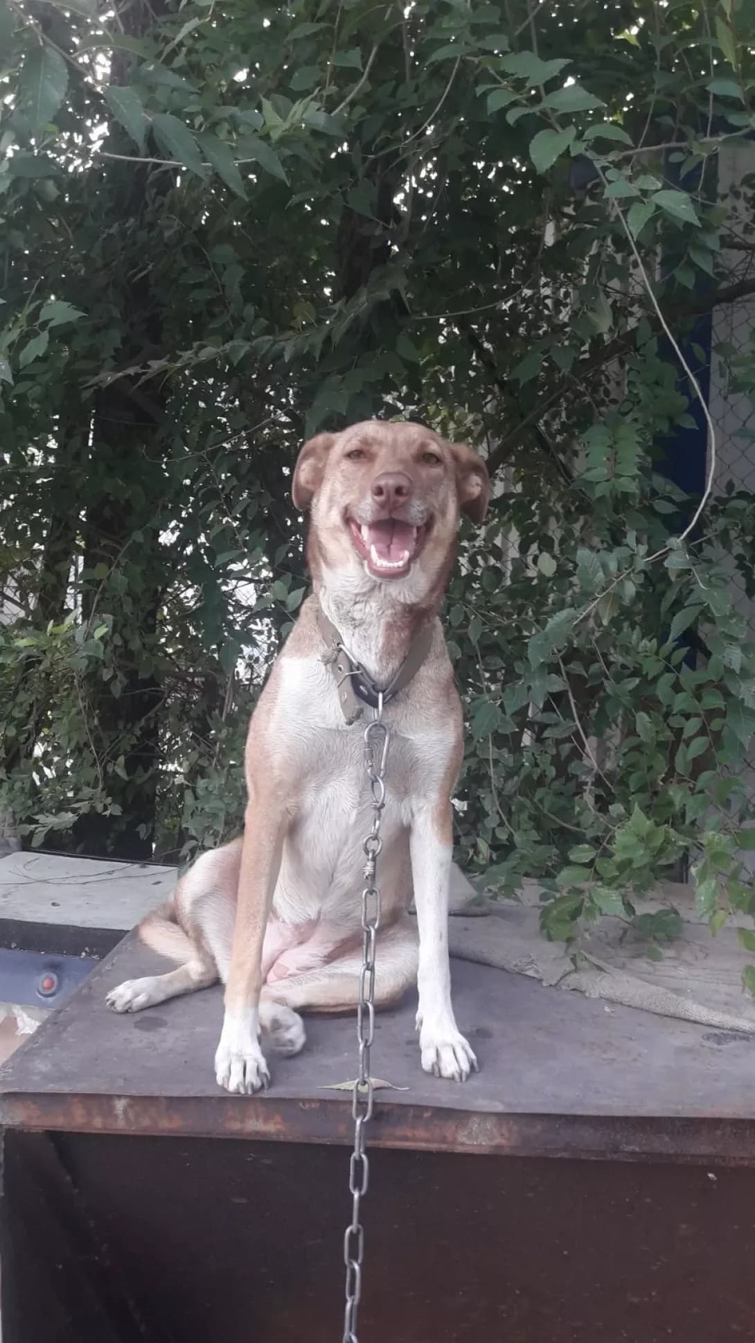 Nayda (Найда), female 5yo Mixed Breed for adoption at Happy Paw Zaporizhzhia