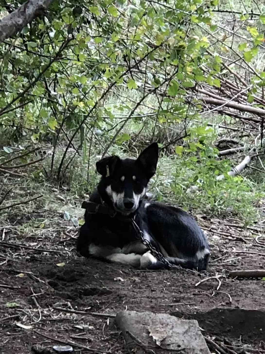 Tiara (Тиара), female 5yo Mixed Breed for adoption at Happy Paw Zaporizhzhia