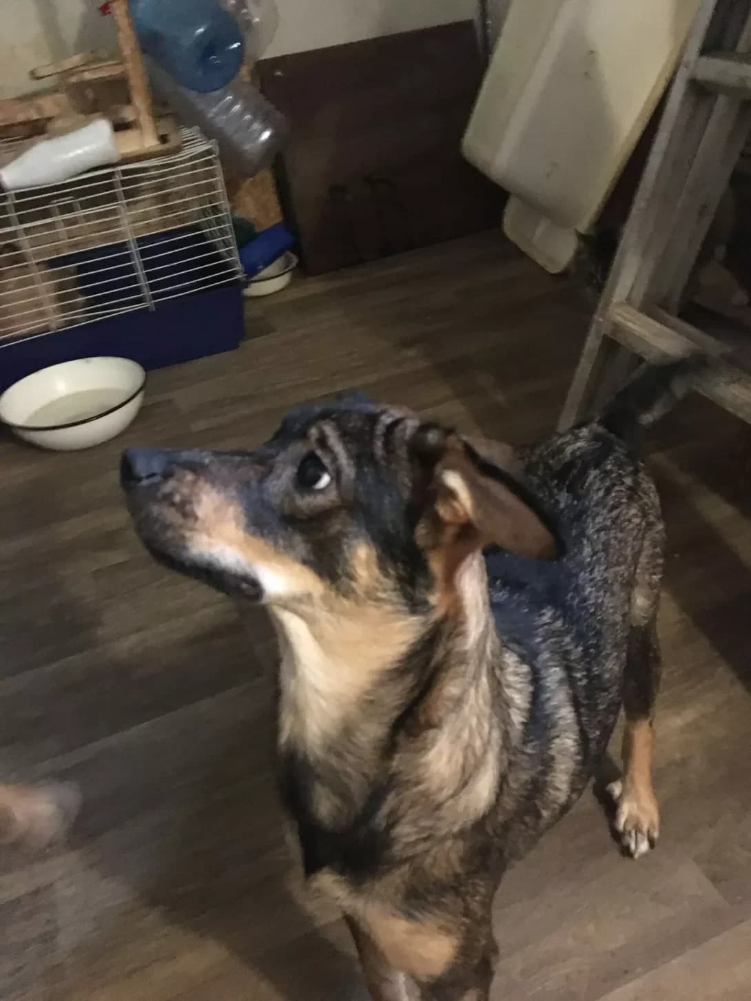 Liska (Лиска), female 4yo Mixed Breed for adoption at Happy Paw Odesa