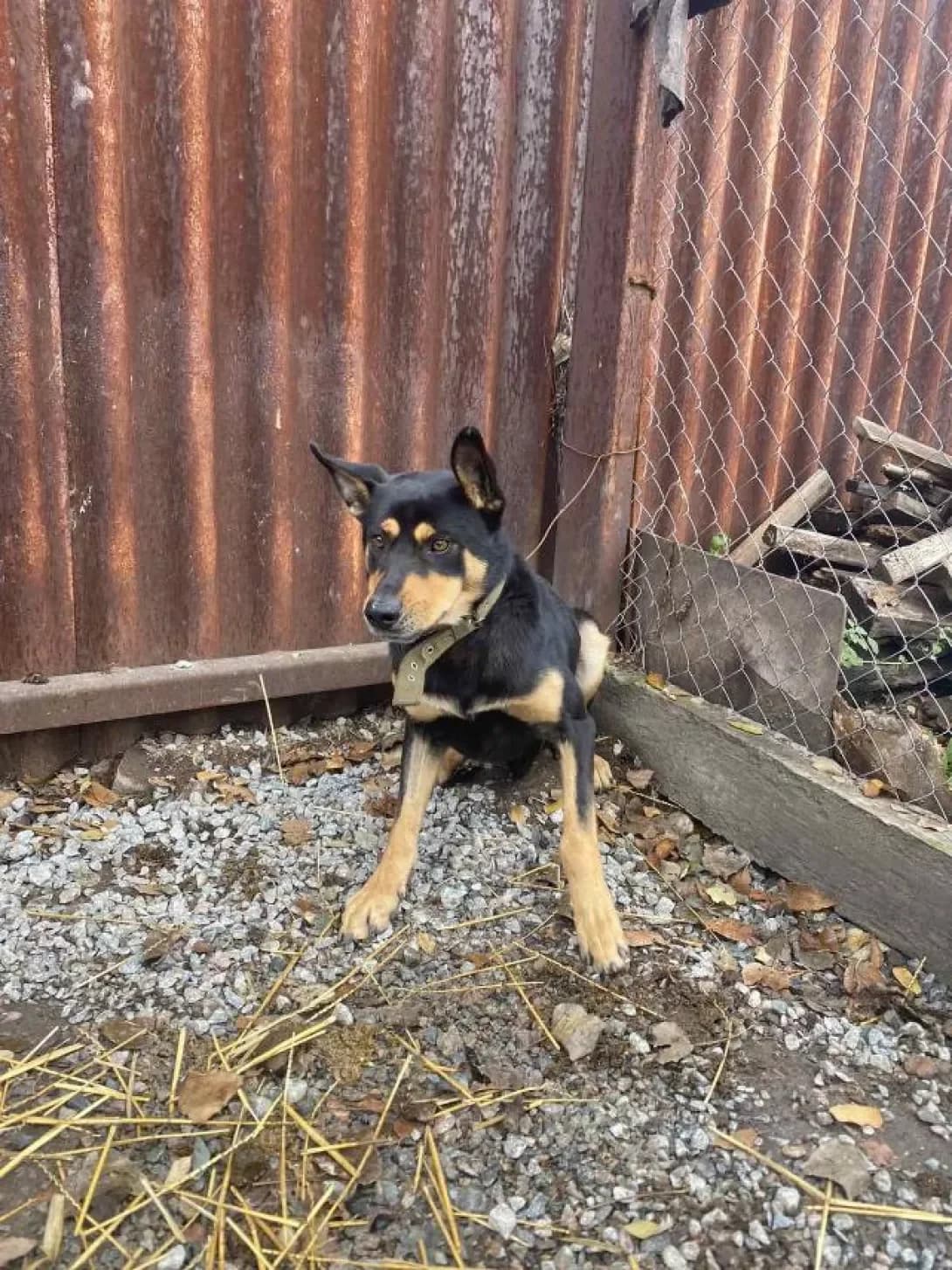 Tayson (Тайсон), male 7yo Mixed Breed for adoption at Happy Paw Zaporizhzhia