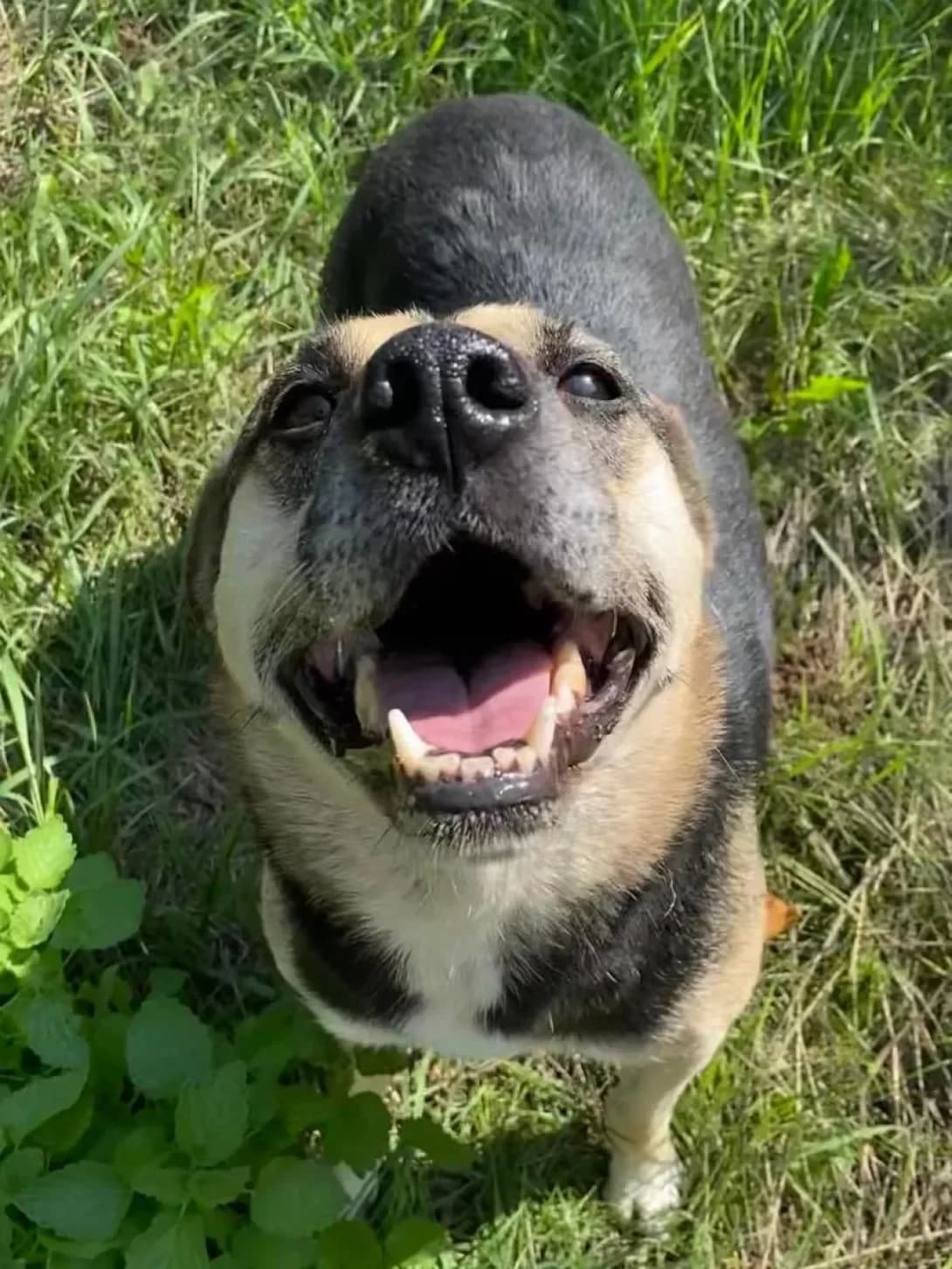 Tara (Тара), female 7yo Mixed Breed for adoption at Happy Paw Kirovohrad