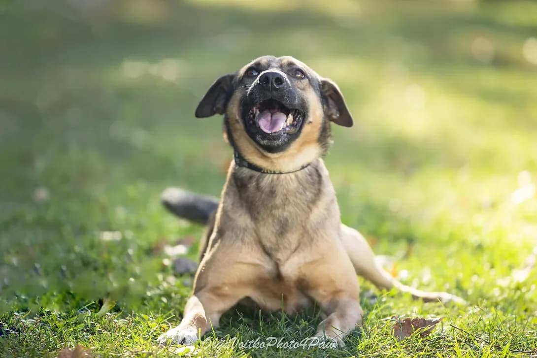 Eliot (Еліот), male 7yo Mixed Breed for adoption at Happy Paw Kyiv Oblast