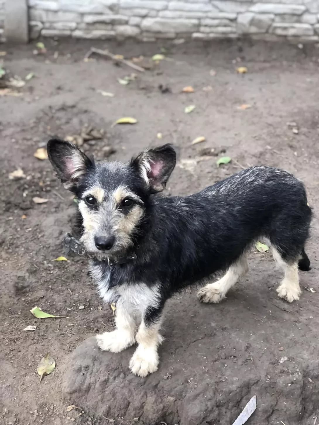 Runa (Руна), female 4yo Mixed Breed for adoption at Happy Paw Zaporizhzhia