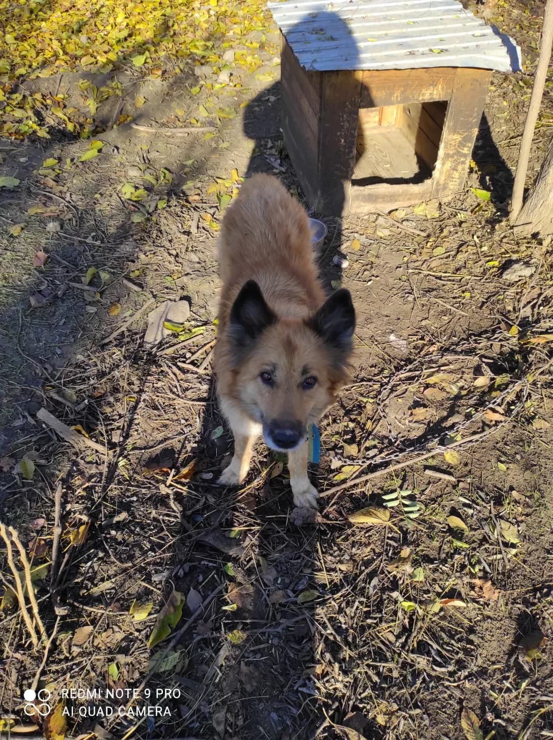 Zhulya (Жуля), female 6yo Mixed Breed for adoption at Happy Paw Zaporizhzhia