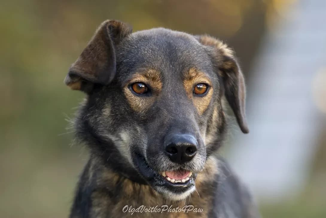 Sinay (Сінай), male 7yo Mixed Breed for adoption at Happy Paw Kyiv Oblast