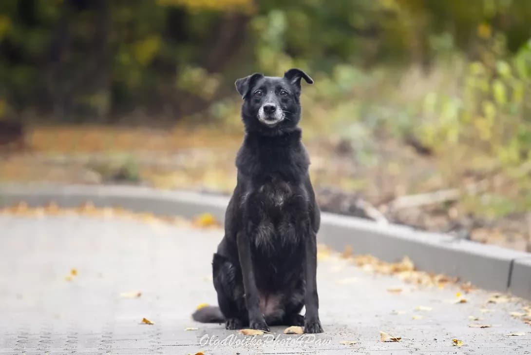 Avrora (Аврора), female senior Mixed Breed for adoption at Happy Paw Kyiv Oblast