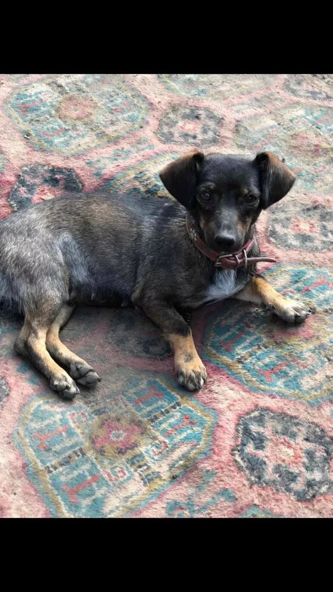 Mira (Мира), female 4yo Mixed Breed for adoption at Happy Paw Zaporizhzhia