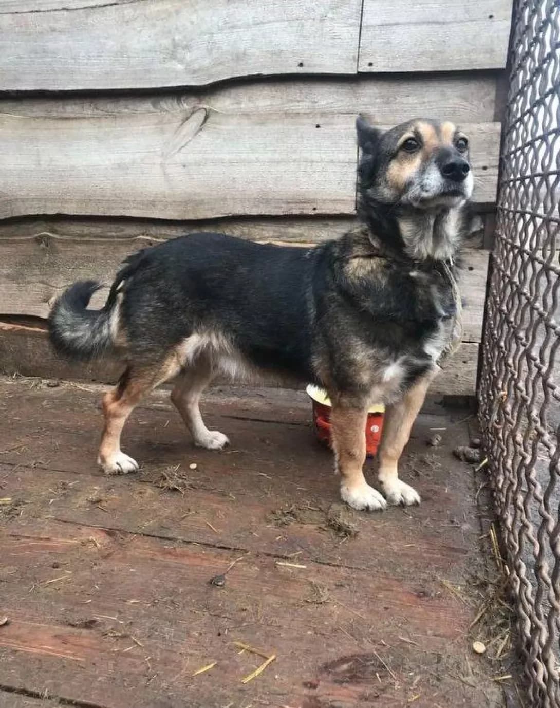 Botsman (Боцман), male senior Mixed Breed for adoption at Happy Paw Dnipro