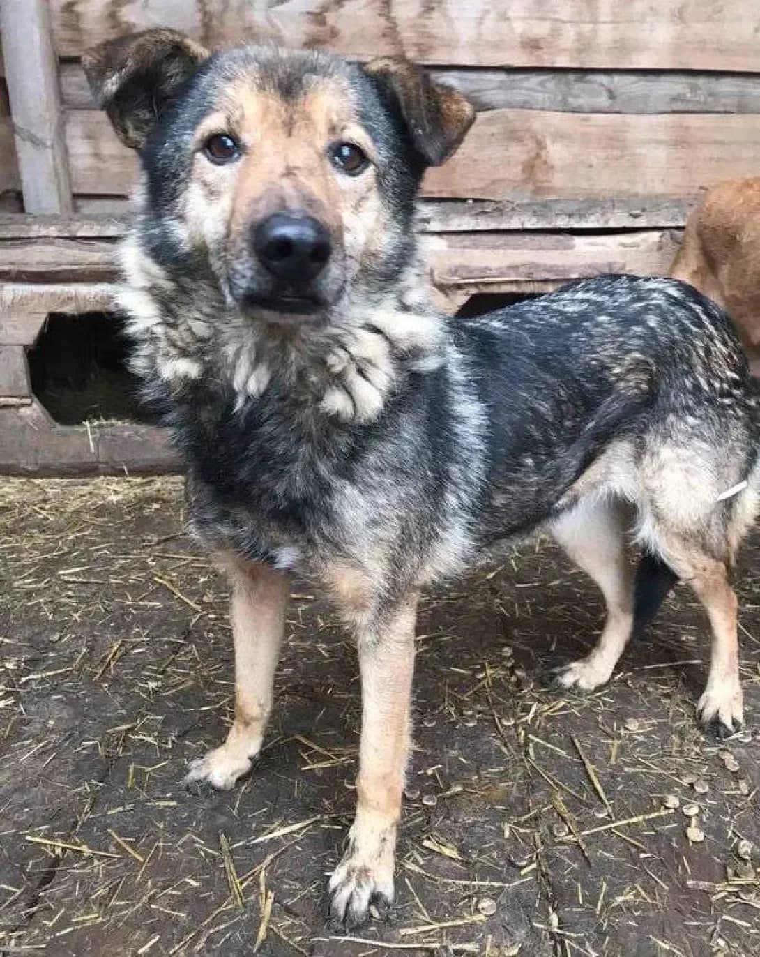 Barasha (Бараша), female senior Mixed Breed for adoption at Happy Paw Dnipro