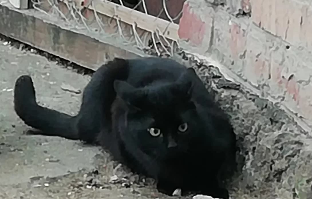 Blekit (Блекіт), male 3yo Mixed Breed for adoption at Happy Paw Zaporizhzhia