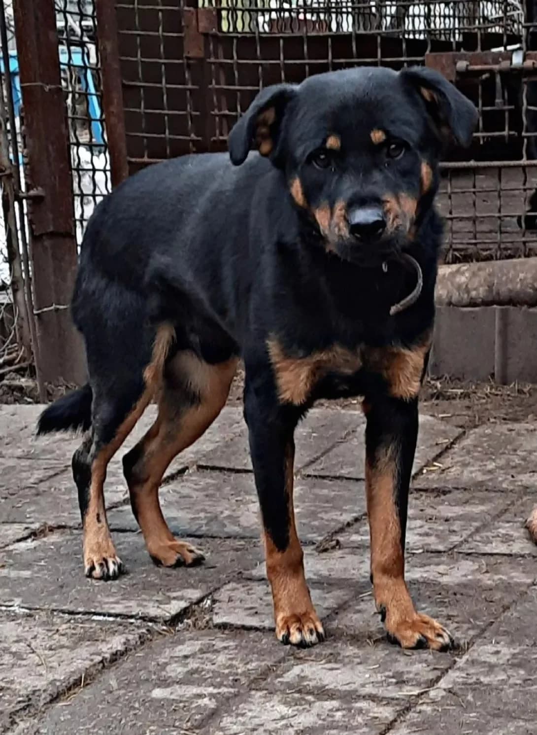 Petrik (Петрик), male 7yo Mixed Breed for adoption at Happy Paw Zaporizhzhia
