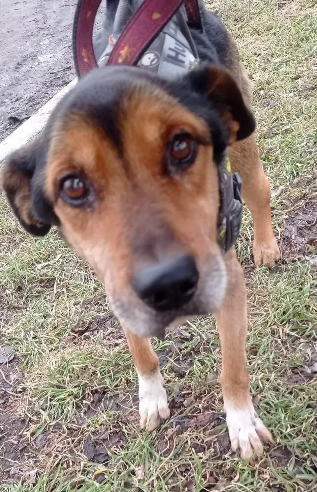 Troy (Трой), male senior Mixed Breed for adoption at Happy Paw Zaporizhzhia