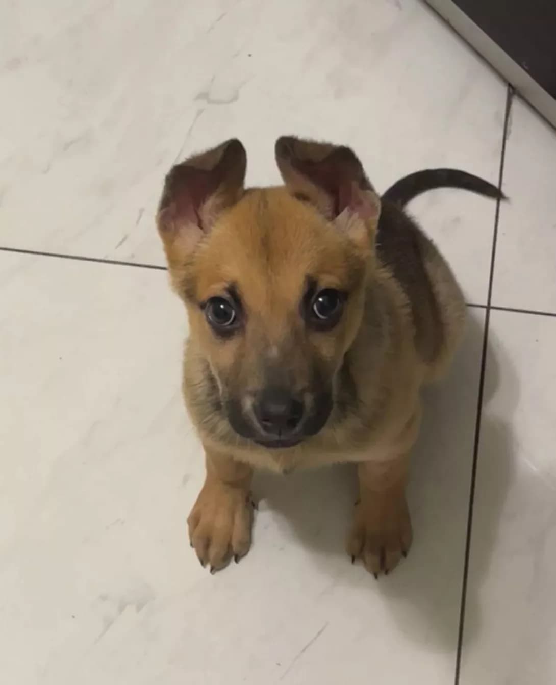 Miya (Мія), female 3yo Mixed Breed for adoption at Happy Paw Zaporizhzhia