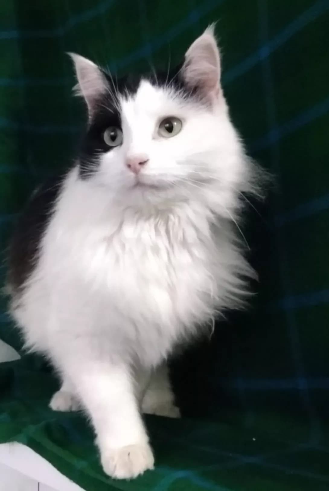Alisa (Аліса), female 4yo Mixed Breed for adoption at Happy Paw Zaporizhzhia