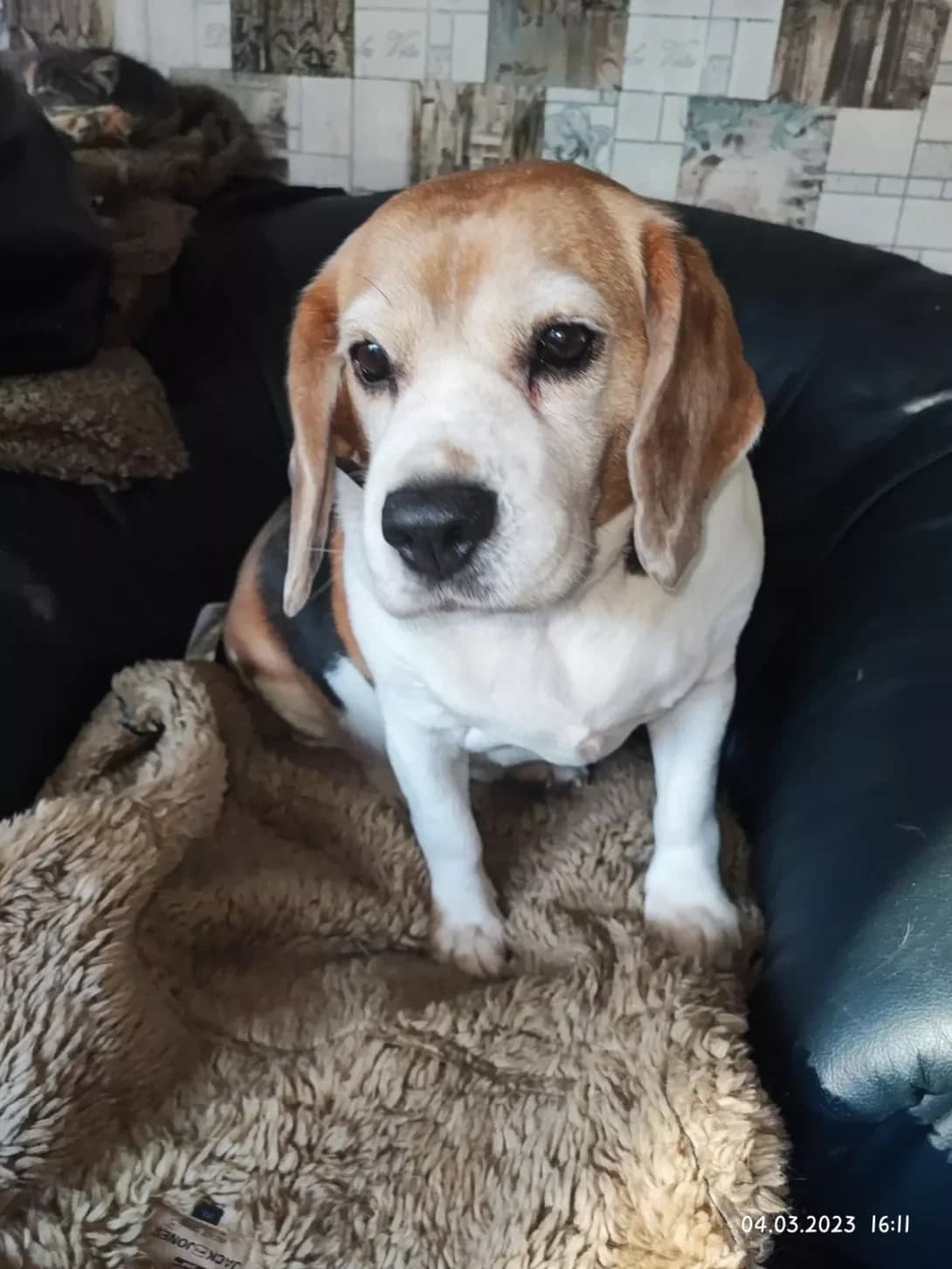 Vyendi (Вєнди), female senior Mixed Breed for adoption at Happy Paw Dnipro