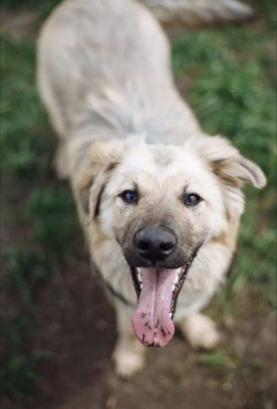 Bolik (Болік), male 3yo Mixed Breed for adoption at Happy Paw Kyiv