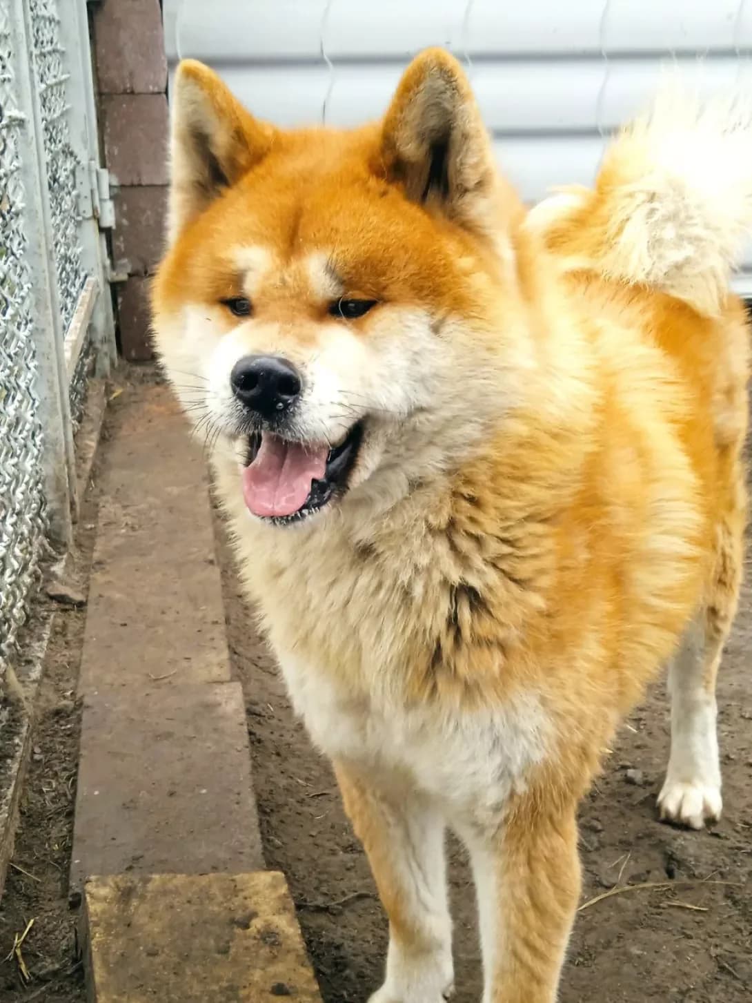 Foks (Фокс), male senior Mixed Breed for adoption at Happy Paw Dnipro