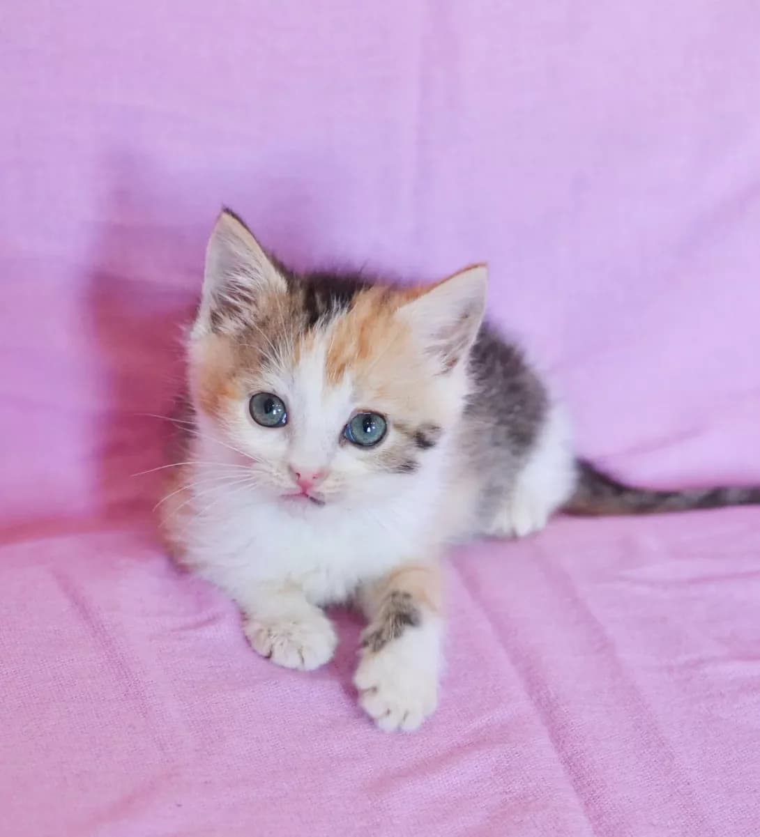 Milka (Мілка), female 3yo Mixed Breed for adoption at Happy Paw Kyiv