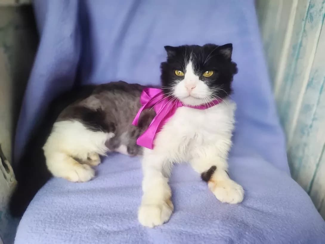 Lyalya (Ляля), female 4yo Mixed Breed for adoption at Happy Paw Kyiv