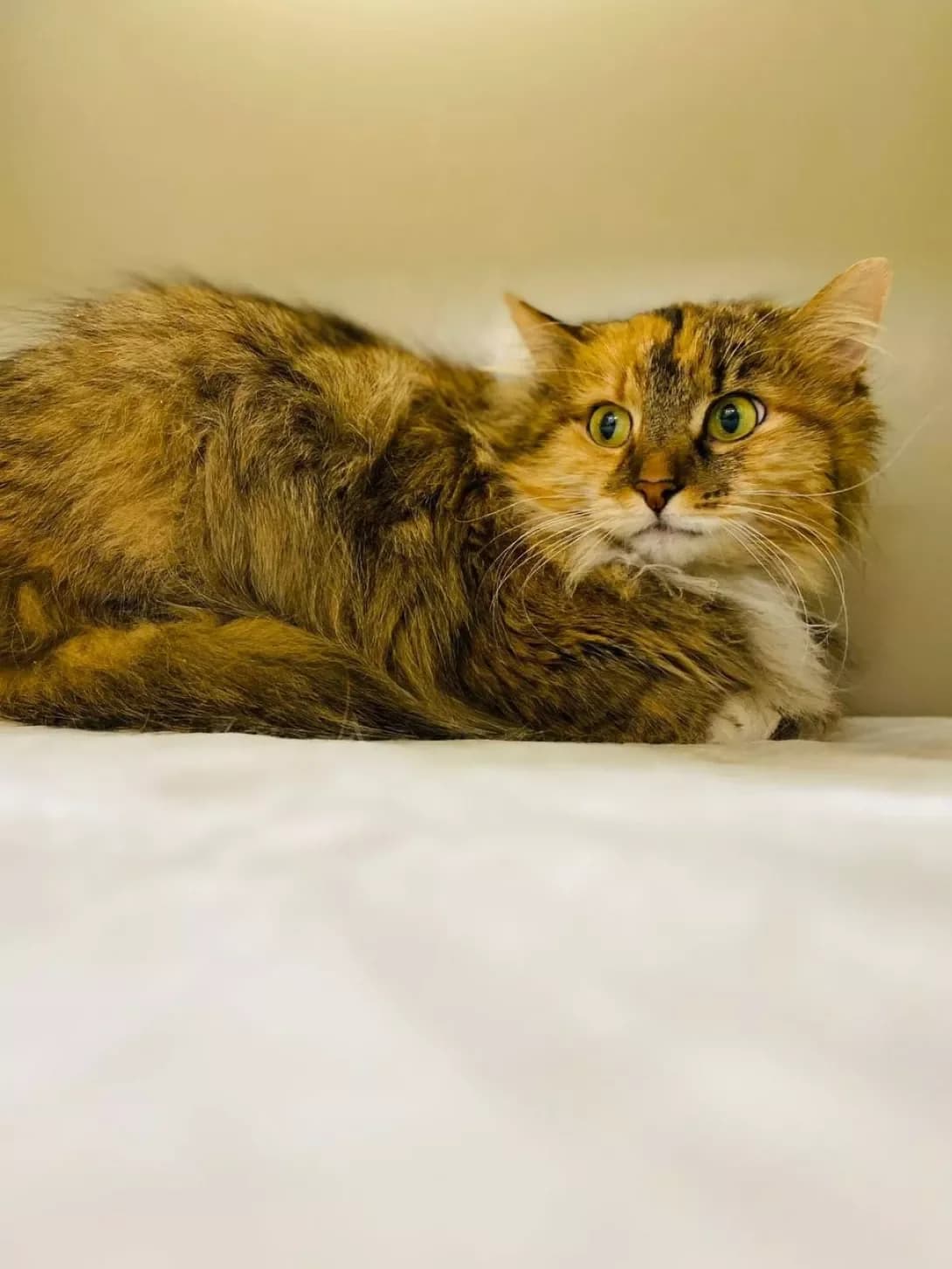Bell (Белль), female 3yo Mixed Breed for adoption at Happy Paw Kyiv