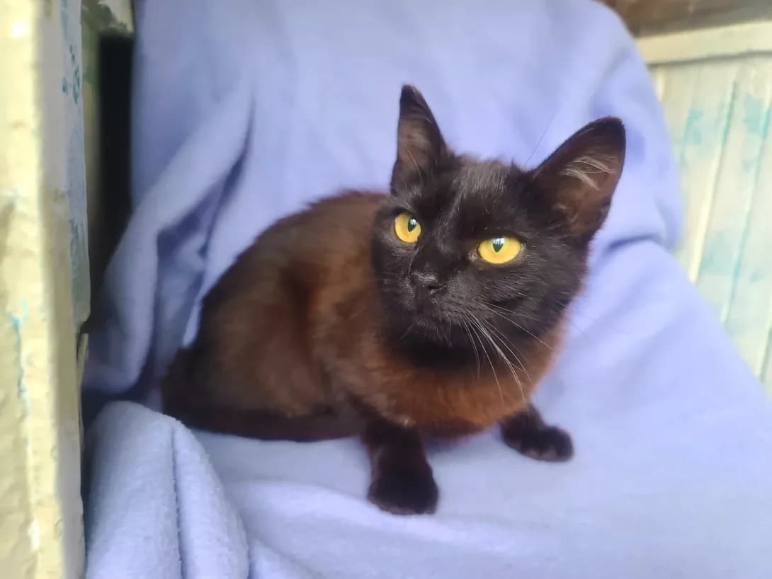 Nora (Нора), female 3yo Mixed Breed for adoption at Happy Paw Kyiv