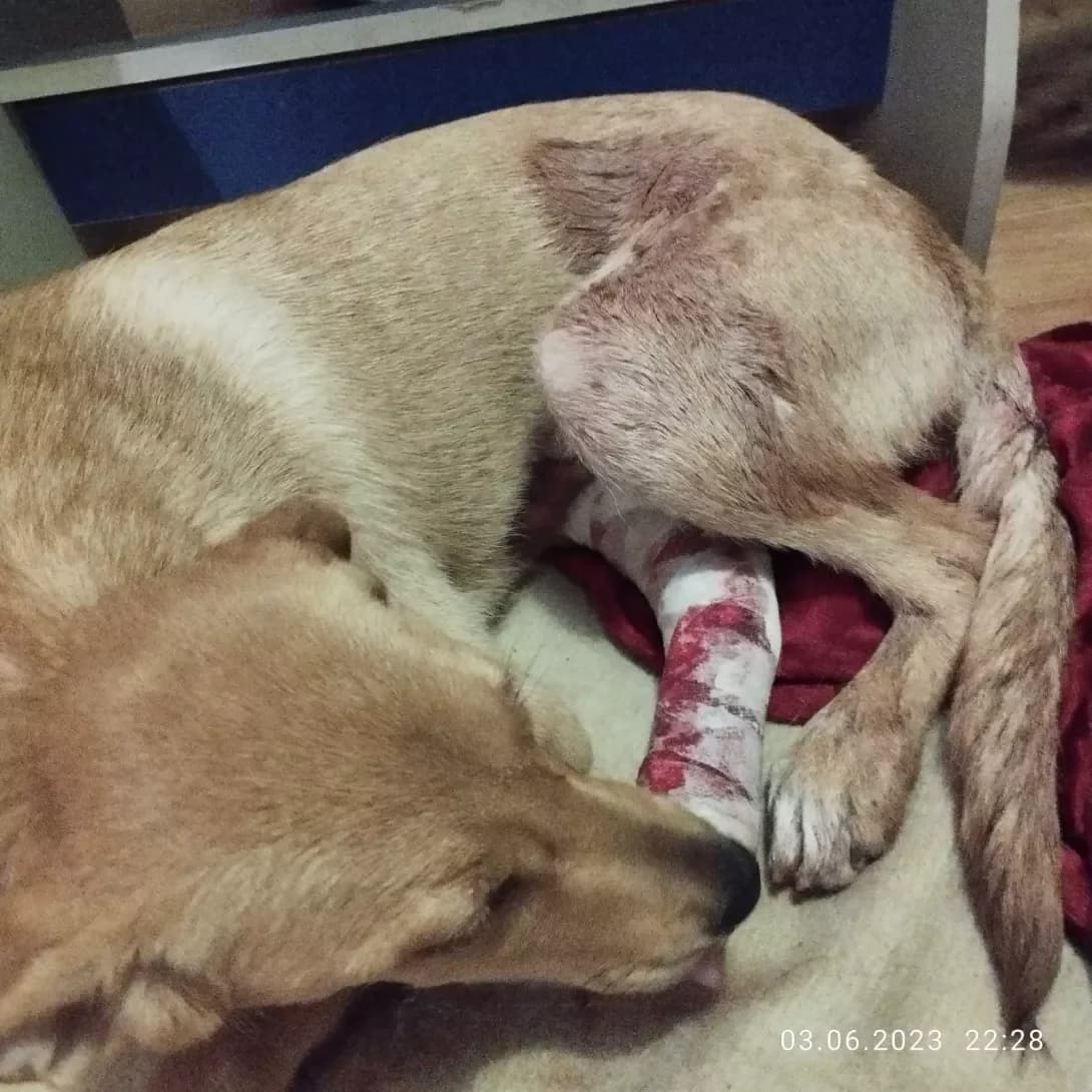 Mara (Мара), female 3yo Mixed Breed for adoption at Happy Paw Zaporizhzhia