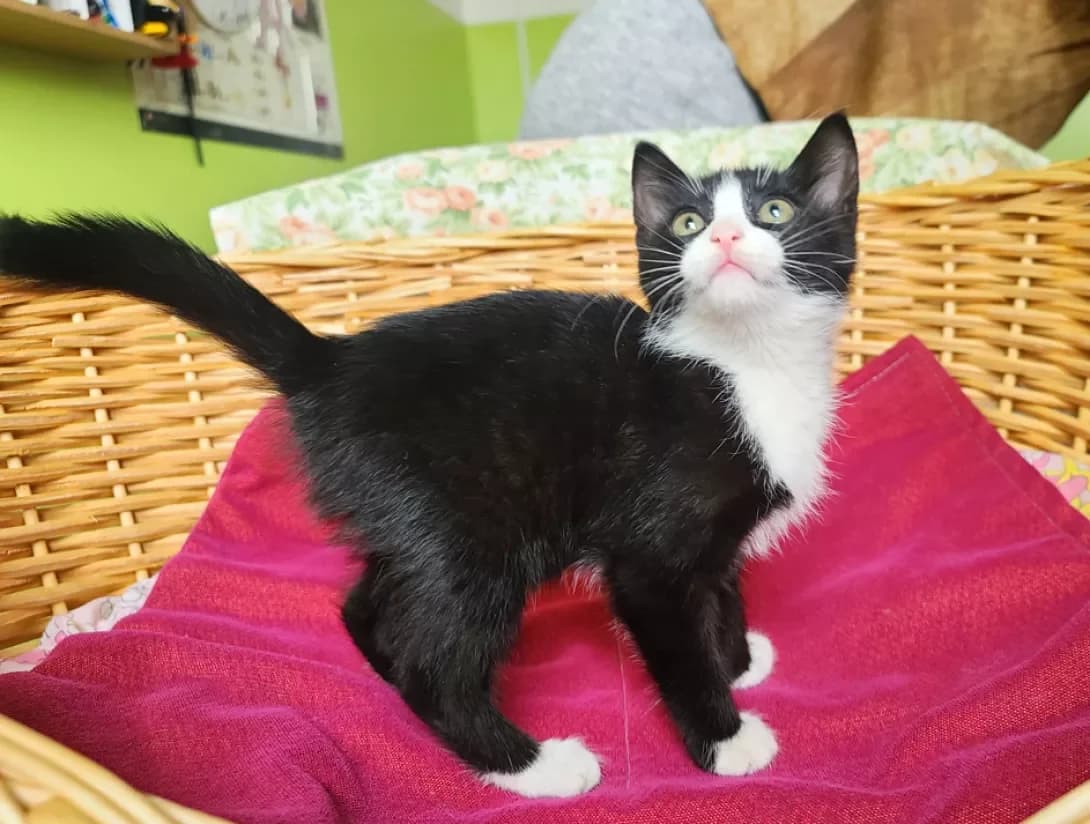 Misha (Міша), male 3yo Mixed Breed for adoption at Happy Paw Kyiv