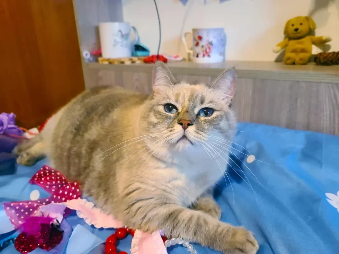 Varechka (Варечка), female 7yo Mixed Breed for adoption at Happy Paw Kyiv