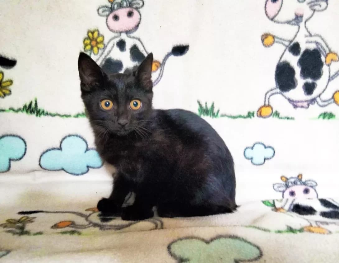 Chernish (Черниш), male 3yo Mixed Breed for adoption at Happy Paw Kyiv