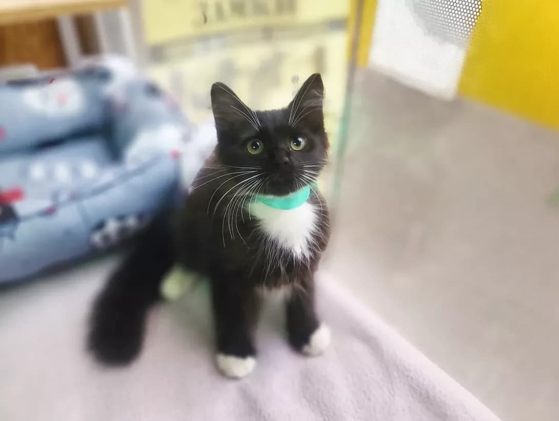 Martin (Мартін), male 3yo Mixed Breed for adoption at Happy Paw Kyiv
