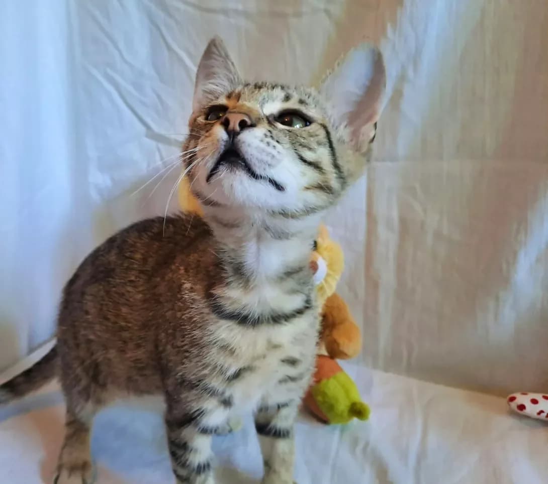 Ksyusha (Ксюша), female 3yo Mixed Breed for adoption at Happy Paw Kyiv