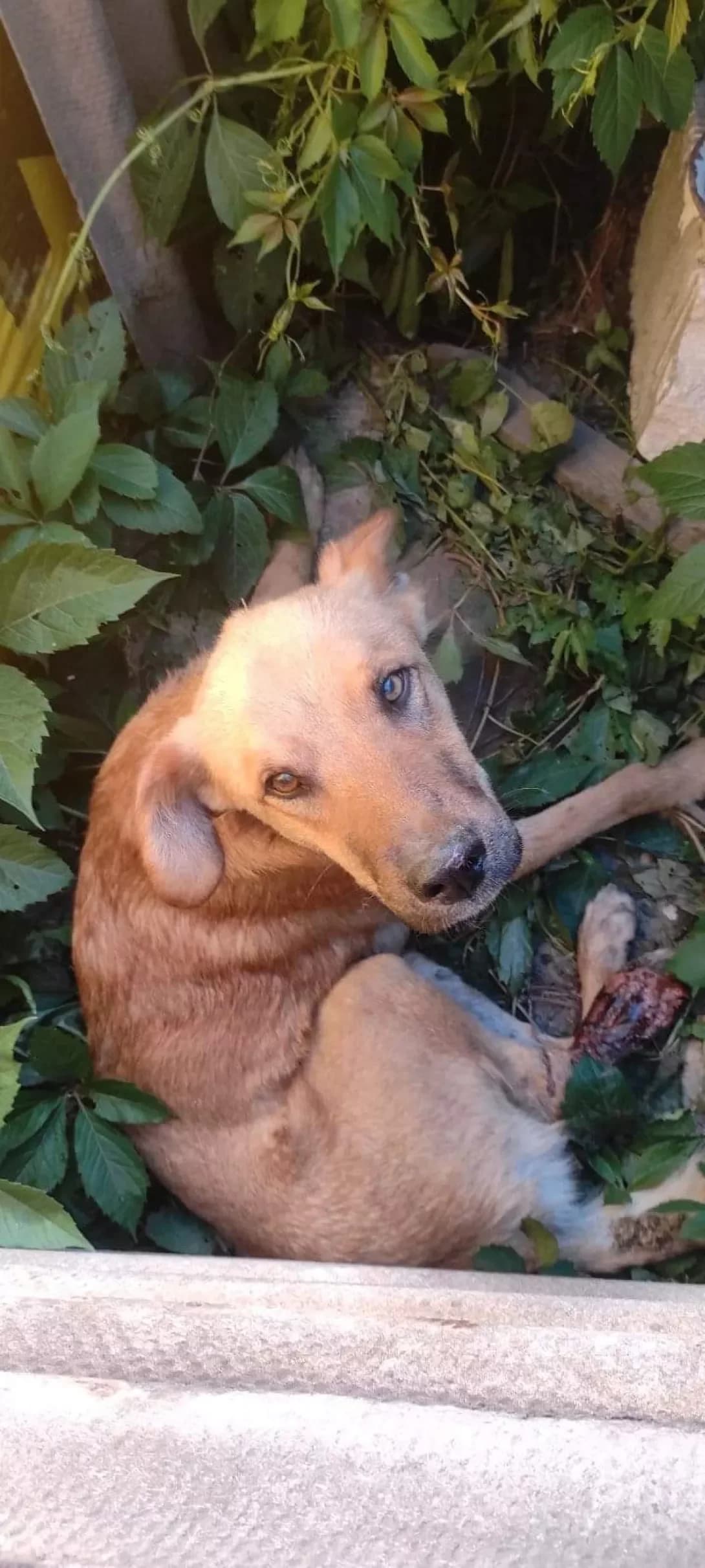 Siriy (Сірий), male 5yo Mixed Breed for adoption at Happy Paw Zaporizhzhia