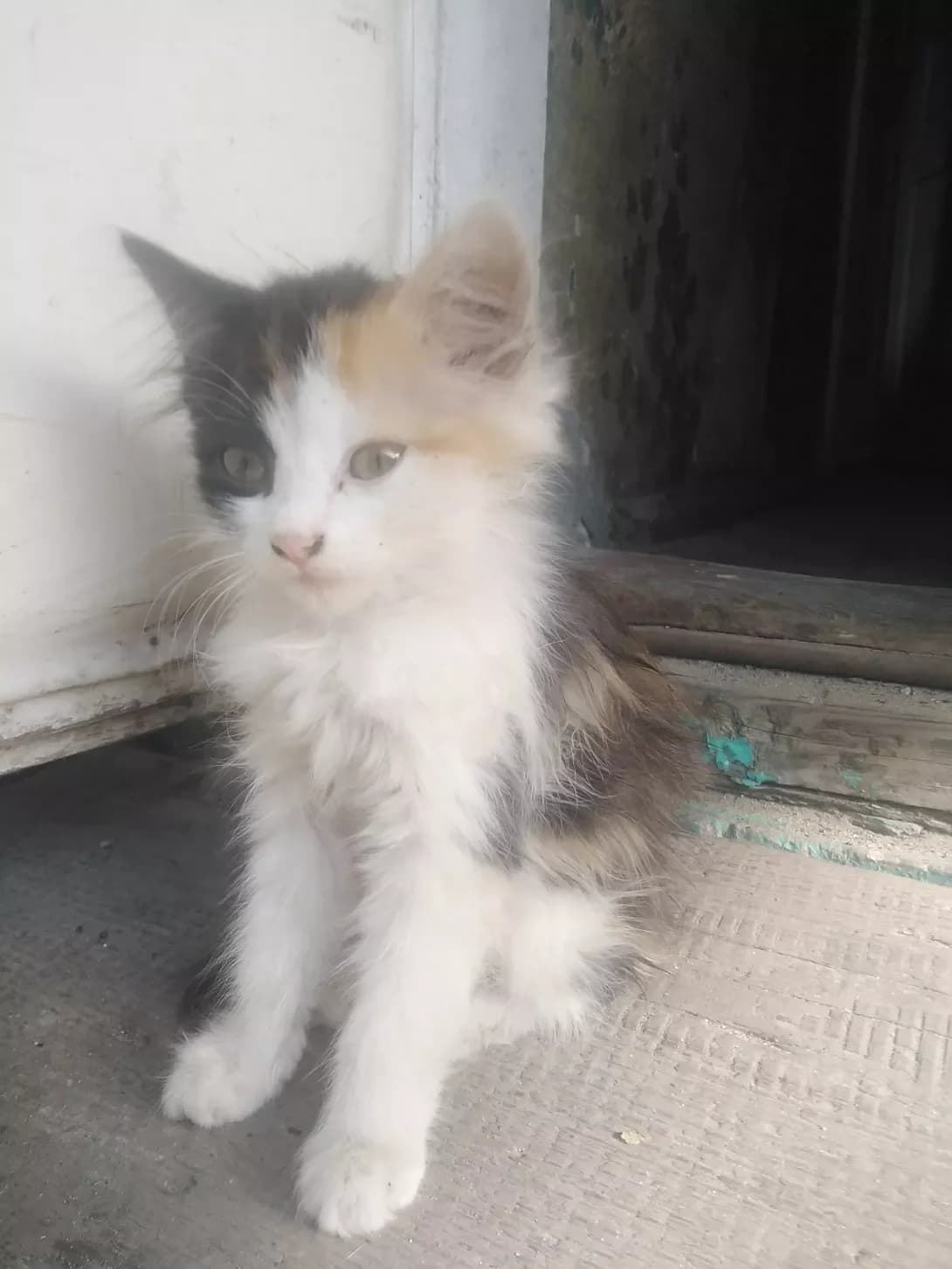 Trina (Тріна), female 3yo Mixed Breed for adoption at Happy Paw Kyiv