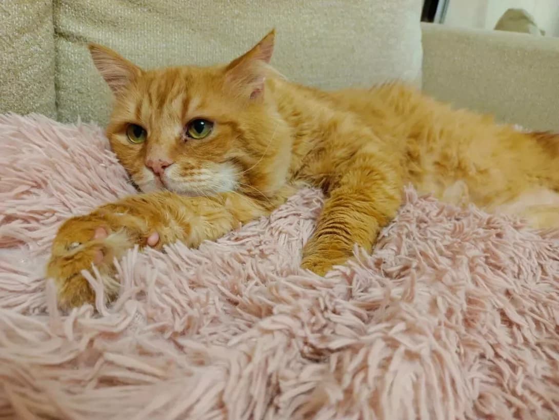 Lova (Льова), male 7yo Mixed Breed for adoption at Happy Paw Kyiv