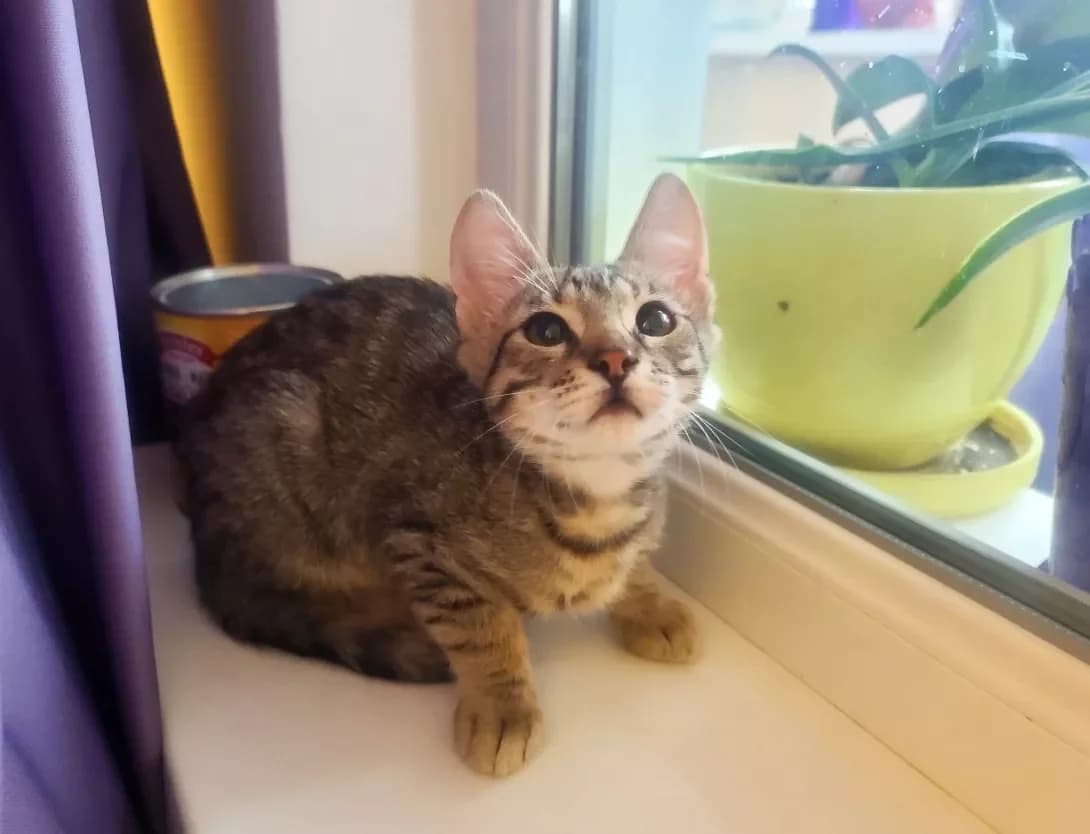 Kristi (Крісті), female 3yo Mixed Breed for adoption at Happy Paw Kyiv