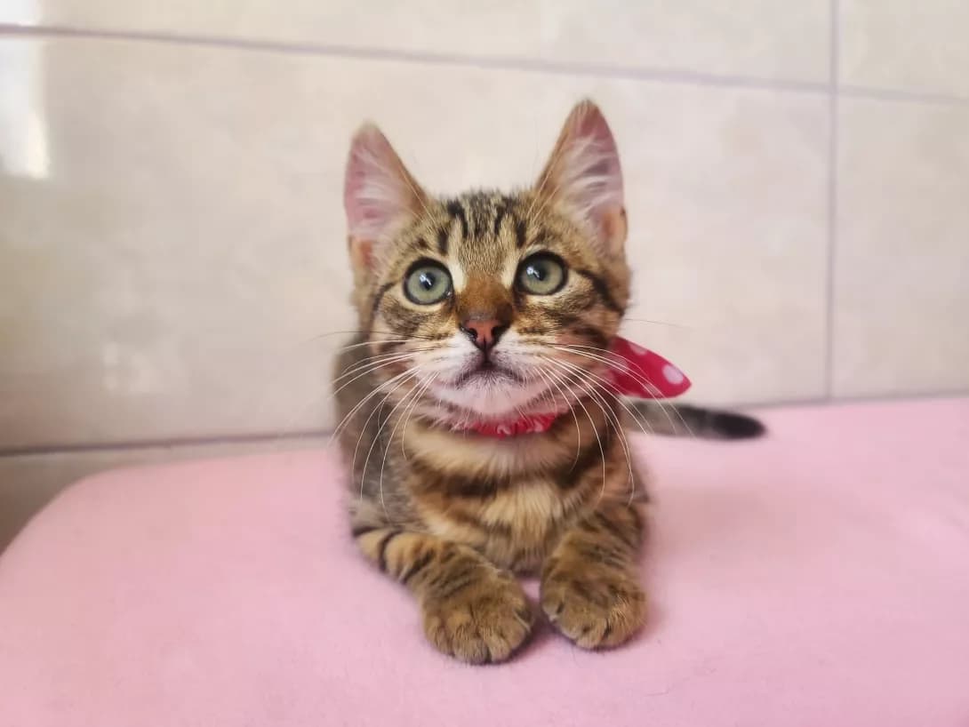 Ksyusha (Ксюша), female 3yo Mixed Breed for adoption at Happy Paw Kyiv