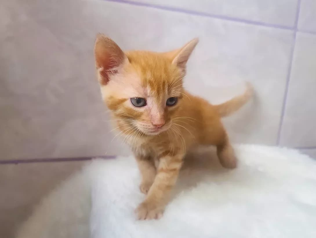 Keksik (Кексик), male 3yo Mixed Breed for adoption at Happy Paw Kyiv