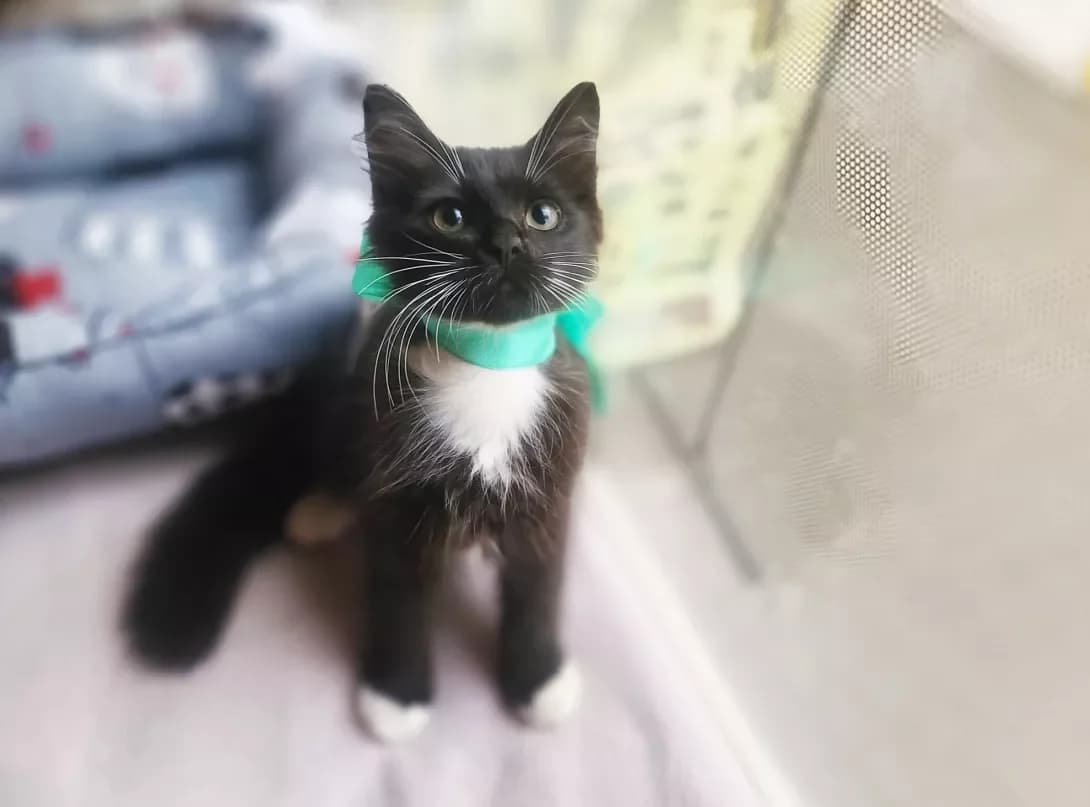 Martin (Мартін), male 3yo Mixed Breed for adoption at Happy Paw Kyiv