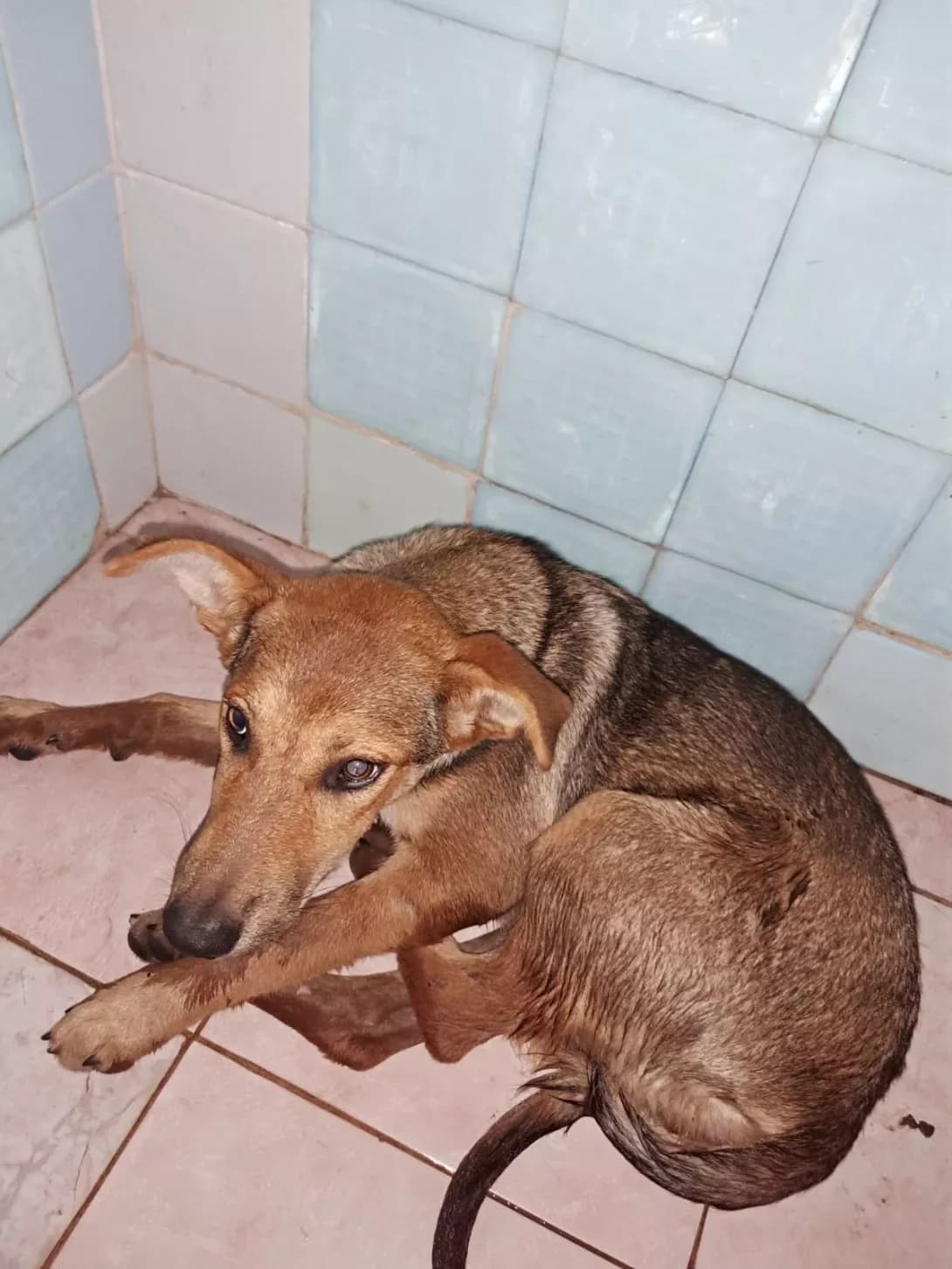 Malyuk- Yeva (Малюк- Єва), female 3yo Mixed Breed for adoption at Happy Paw Zaporizhzhia