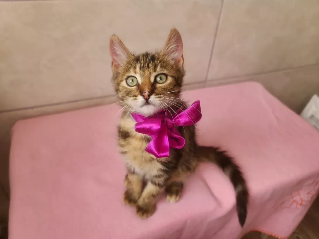 Katyusha (Катюша), female 3yo Mixed Breed for adoption at Happy Paw Kyiv