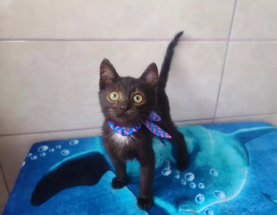 Busik (Бусік), male 3yo Mixed Breed for adoption at Happy Paw Kyiv