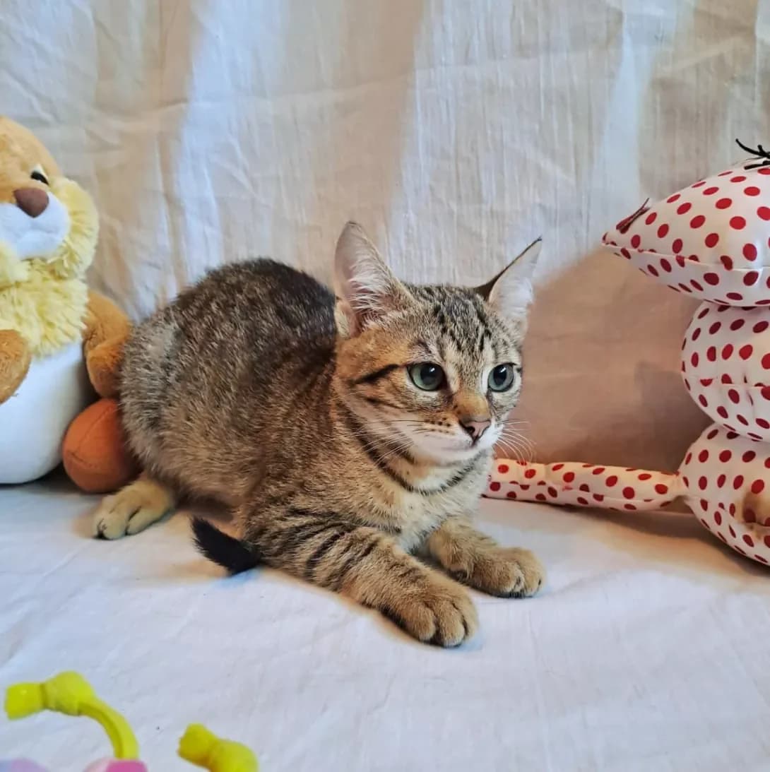 Liya (Лія), female 3yo Mixed Breed for adoption at Happy Paw Kyiv