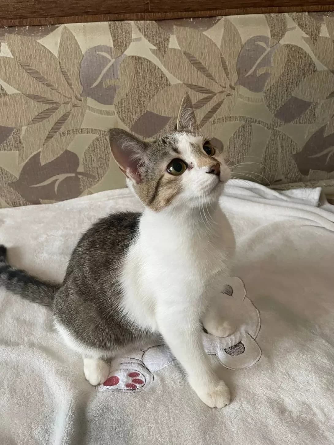 Mona (Мона), female 3yo Mixed Breed for adoption at Happy Paw Kyiv
