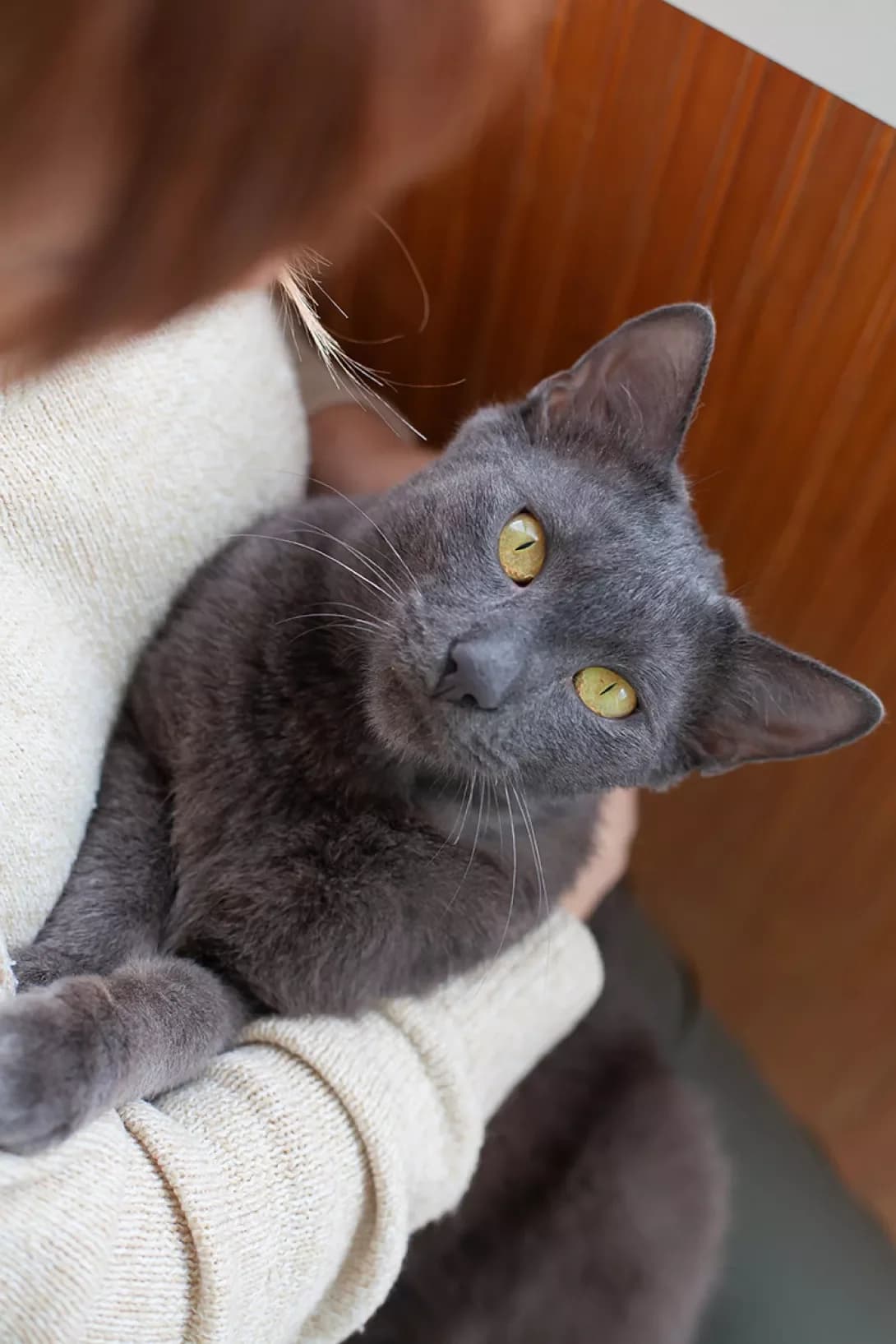 Yasha (Яша), male 6yo Mixed Breed for adoption at Happy Paw Kyiv