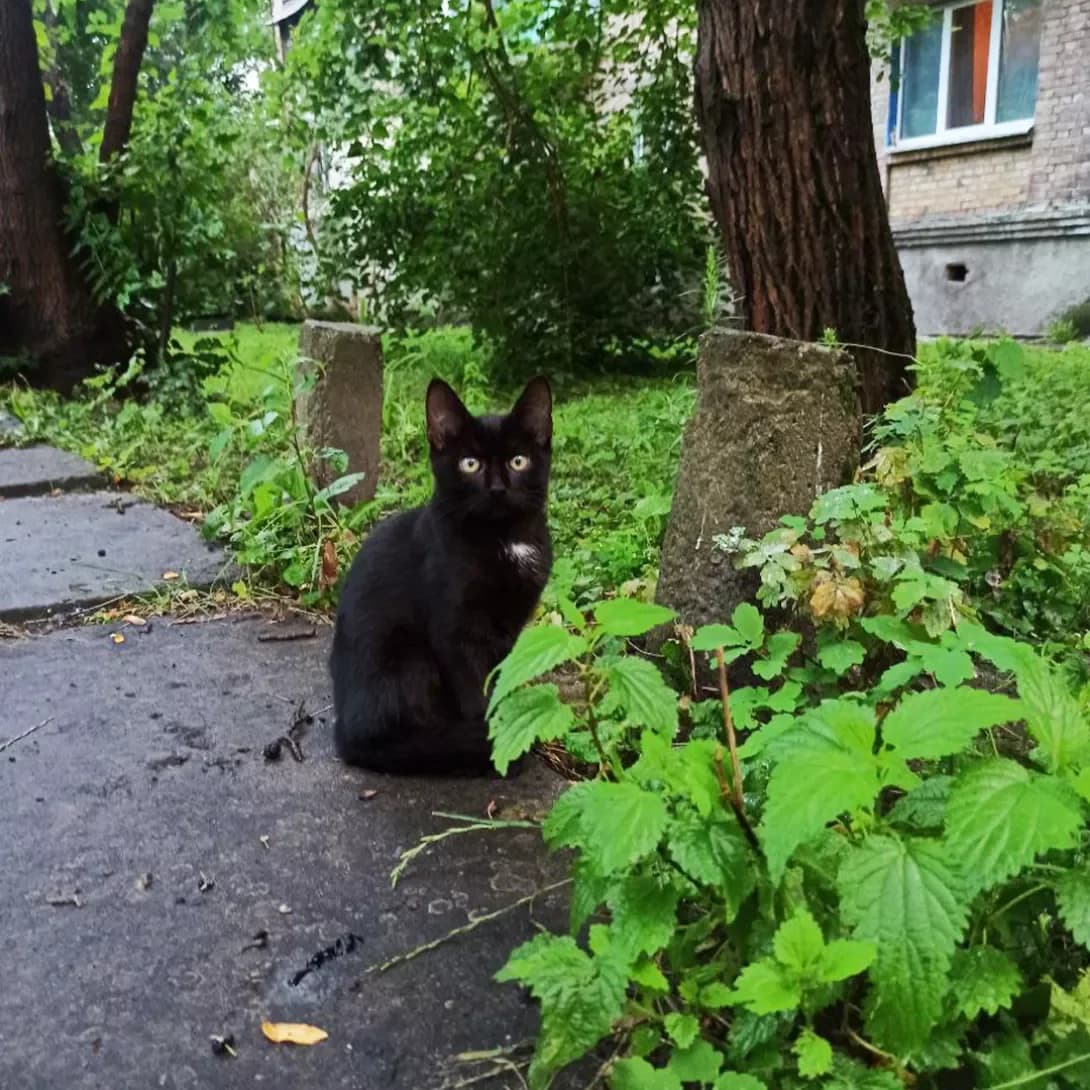 Chornitsya (Чорниця), female 3yo Mixed Breed for adoption at Happy Paw Kyiv
