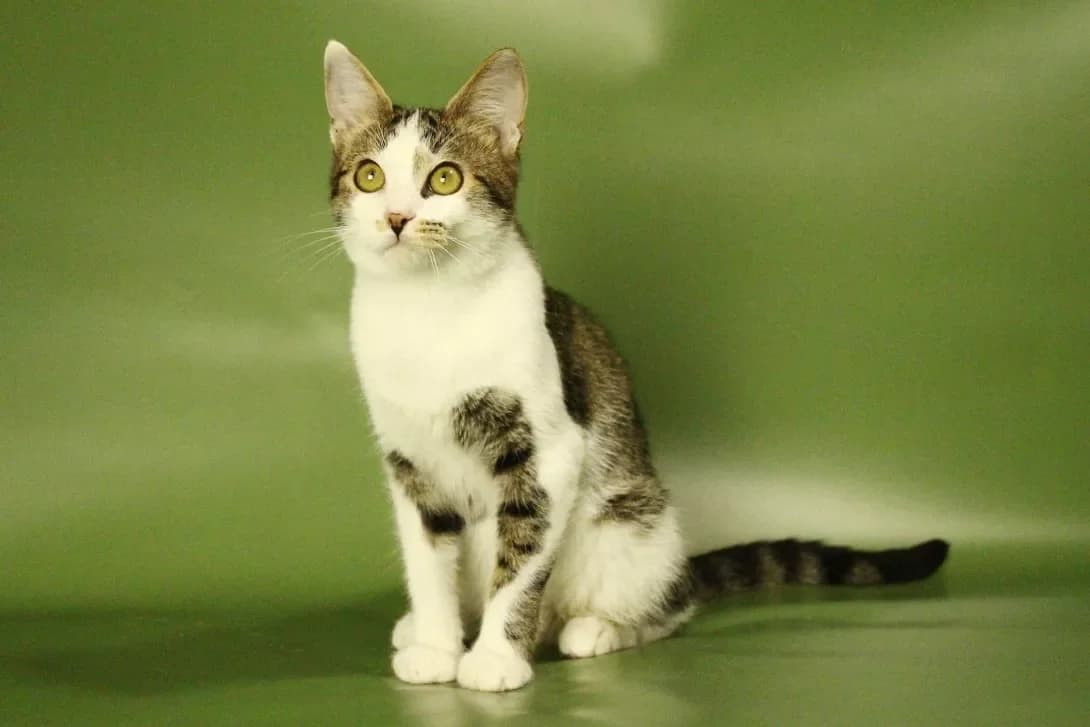 Bred (Бред), male 3yo Mixed Breed for adoption at Happy Paw Kyiv