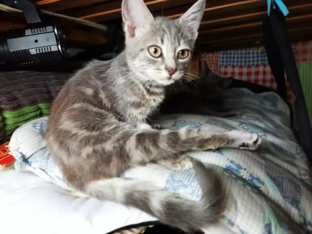 Masha (Маша), female 3yo Mixed Breed for adoption at Happy Paw Kyiv
