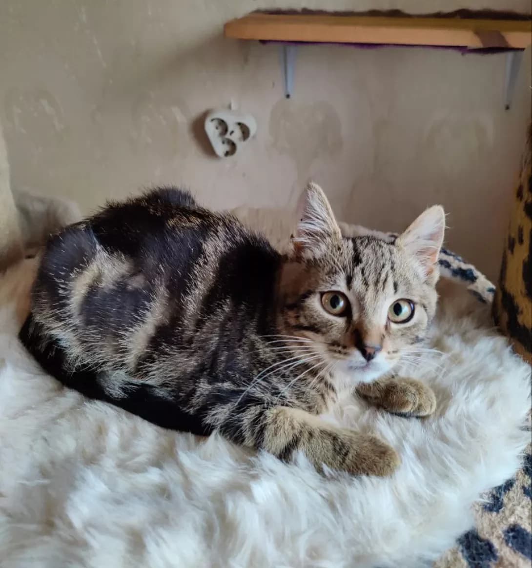 Milana (Милана), female 3yo Mixed Breed for adoption at Happy Paw Kyiv