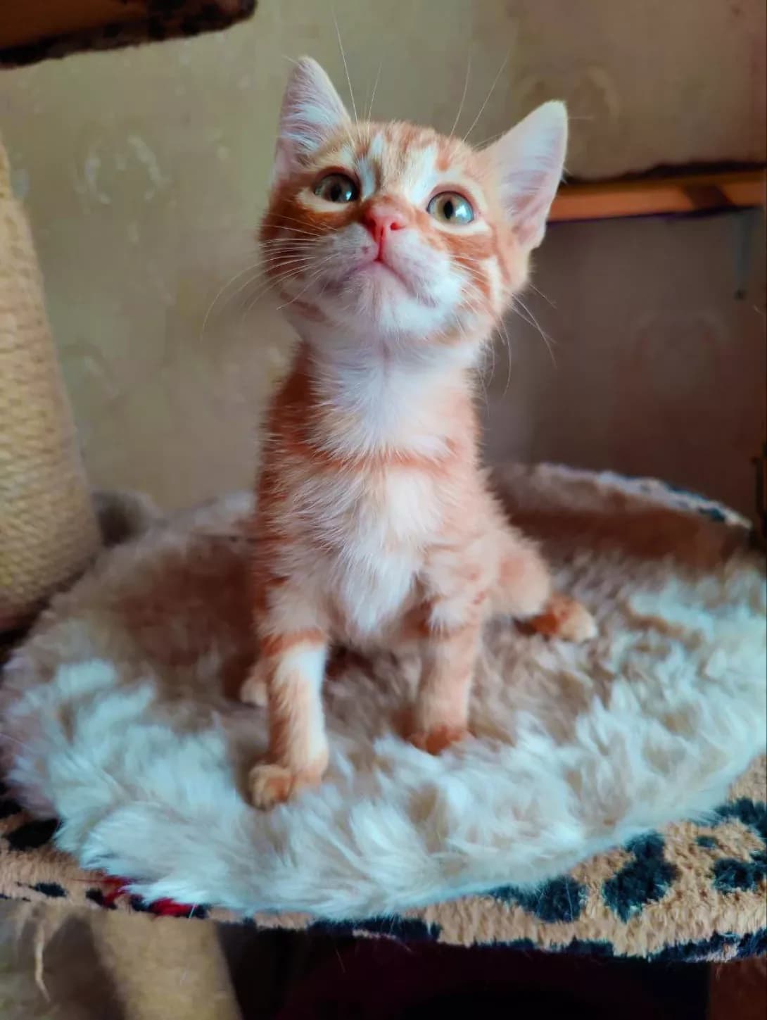 Dzhin (Джин), male young Mixed Breed for adoption at Happy Paw Kyiv